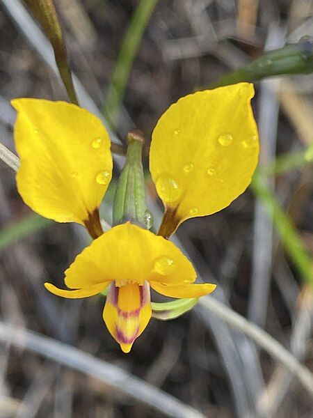 File:Diuris carecta.jpg