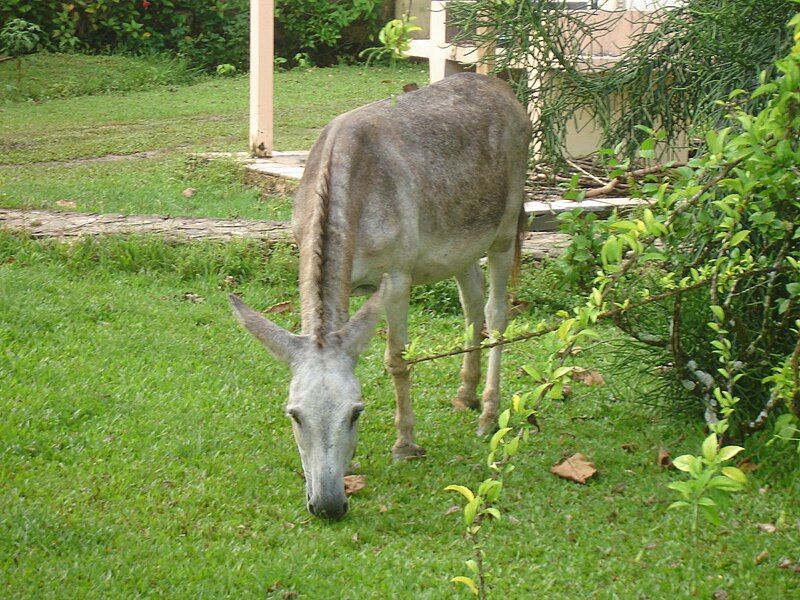 File:DonkeyDominicanRepublic.JPG