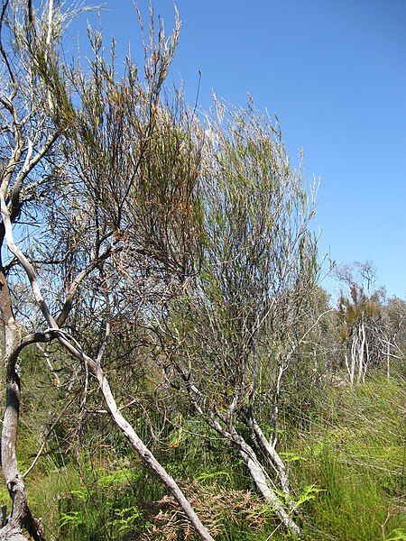 File:Dracophyllum lessonianum 5599277.jpg