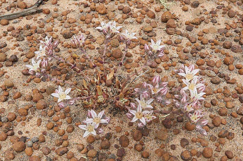 File:Dudleya crassifolia.jpg