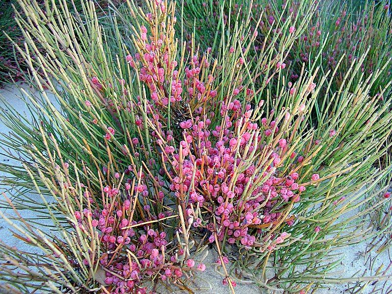 File:Ephedra fragilis 3.JPG