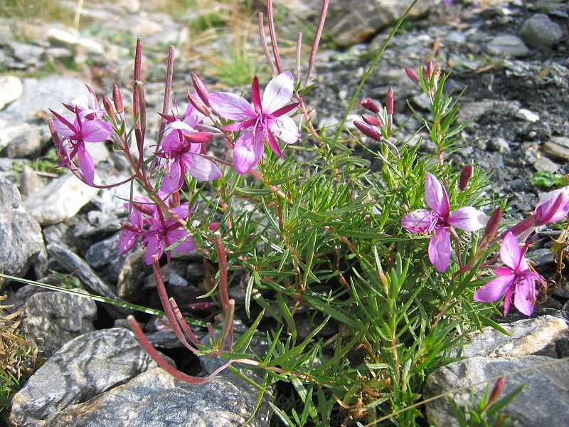 File:Epilobium fleischeri07.jpg