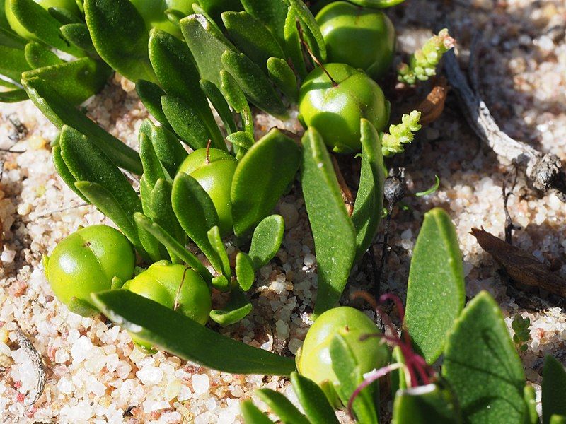 File:Eremophila serpens fruits.jpg