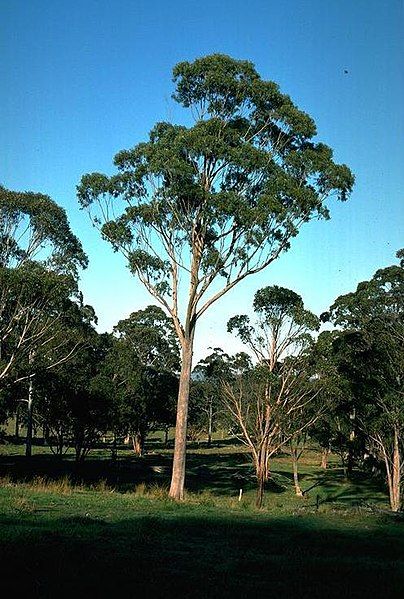 File:Eucalyptus andrewsii habit.jpg