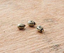 An image of three Extatosoma tiaratum eggs on a wooden bench. Each egg is oval shaped with brown and beige colouring, a small grey cap is on the end of each egg.