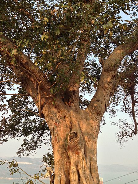 File:Ficus Virens.jpg