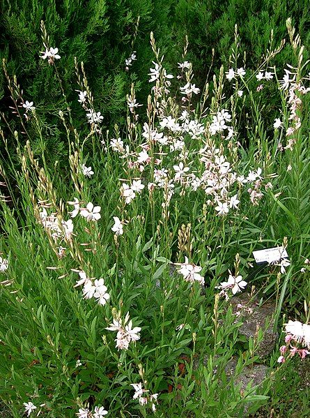 File:Gaura lindheimeri4.jpg