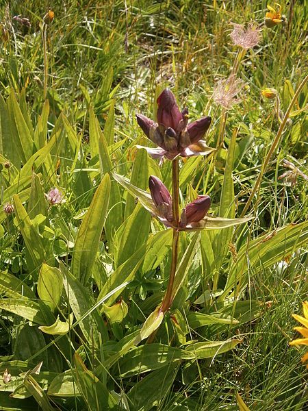 File:Gentiana purpurea01.jpg