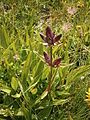 Gentiana purpurea