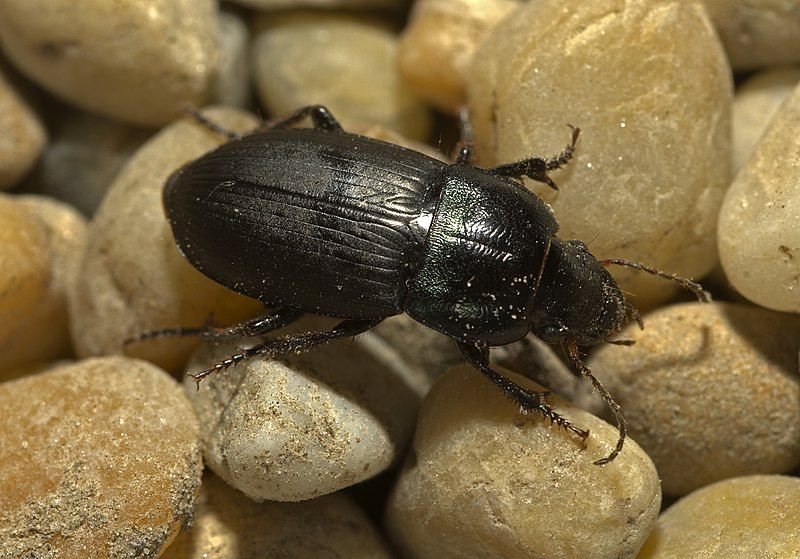 File:Harpalus dimidiatus vienna01.jpg