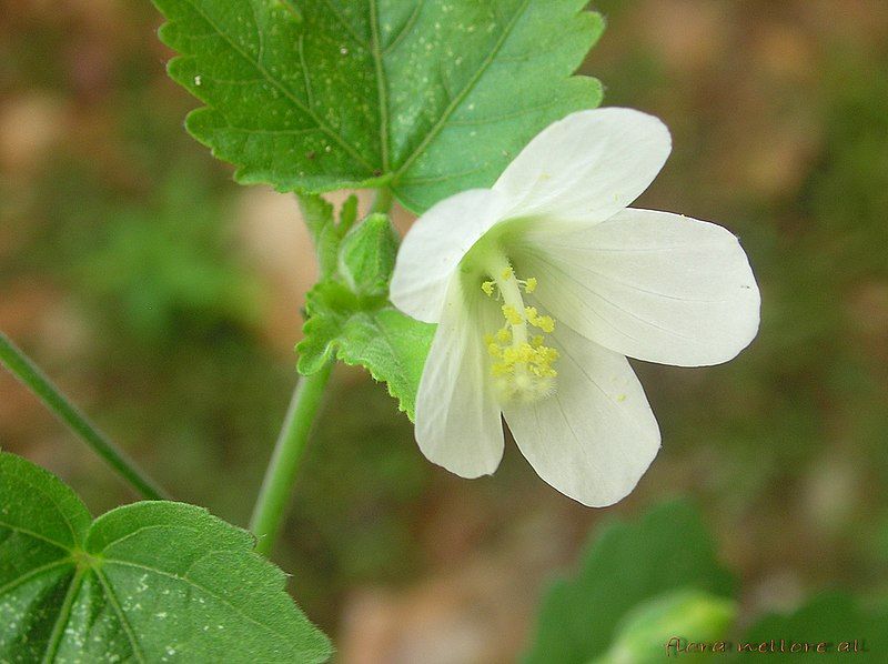 File:Hibiscus lobatus.jpg