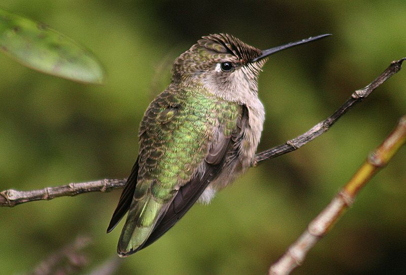 File:Hummingbird in GGP.jpg