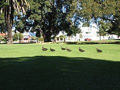 Ducks on the lawn area