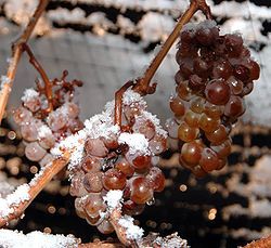 Photo of ice wine grapes, frozen on the vine. Niagara Peninsula, Canada