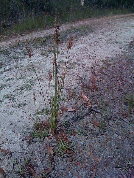 File:Juncus continuus (3143377527).jpg