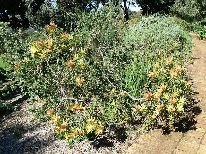 File:Leucadendron sessile-bush-Kirstenbosch.jpg