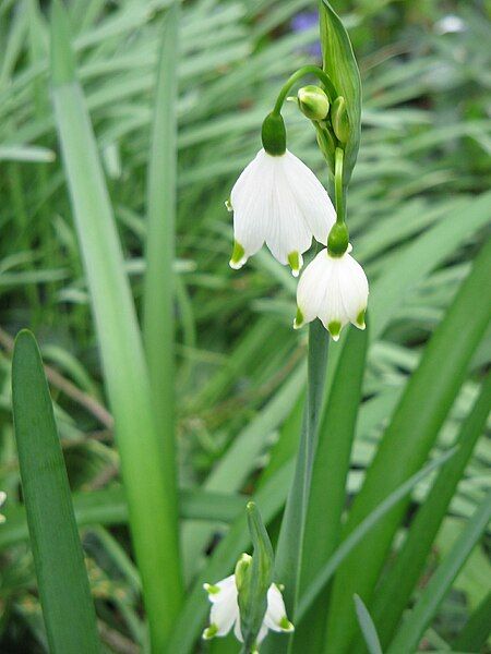 File:Leucojum aestivum flowers3.jpg