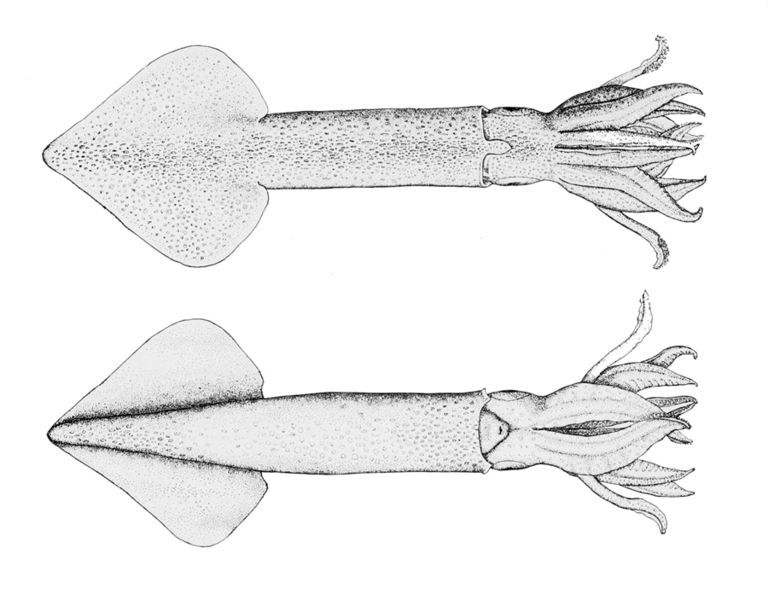 File:Loligo opalescens.jpg