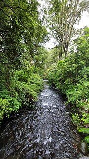 Image of stream surrounded by trees