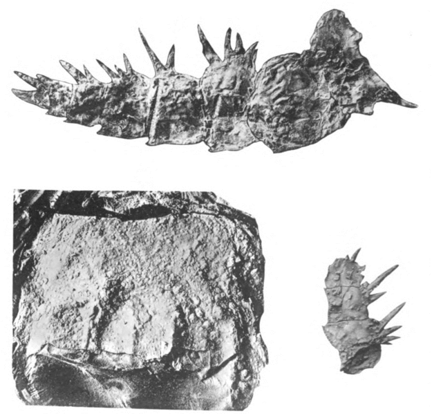 File:Megalograptus fossils.png