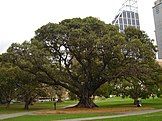 Moreton Bay fig