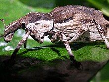 Ngaio Weevil on Stephens Island.