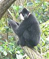 A lemurA langur