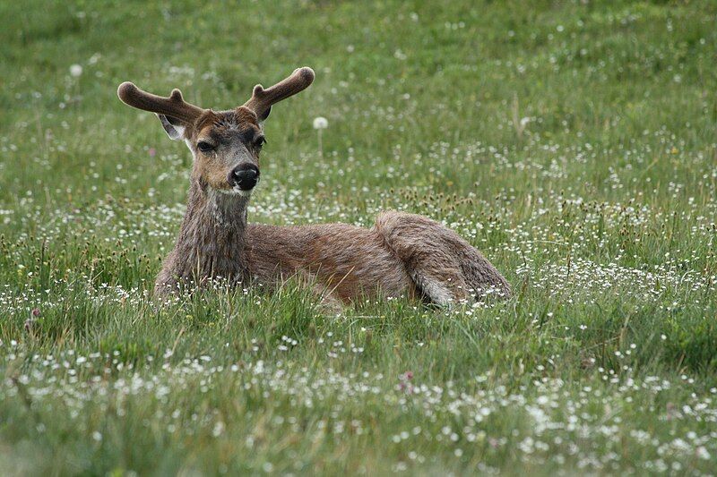 File:Odocoileus hemionus 5444.JPG