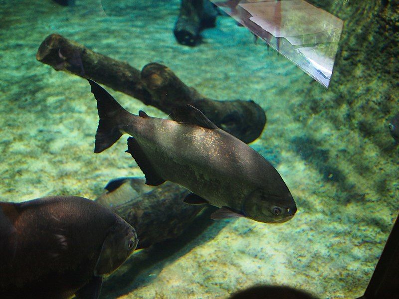 File:Oga Aquarium 9.jpg