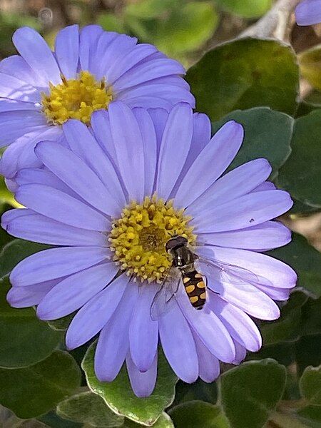 File:Olearia tomentosa.jpg