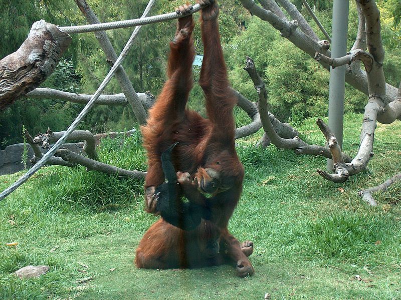 File:Orangutans-Siamang03.jpeg