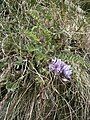 Oxytropis helvetica