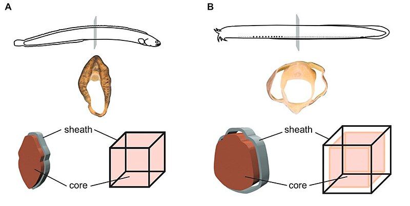 File:Pacific Hagfish skin.jpg