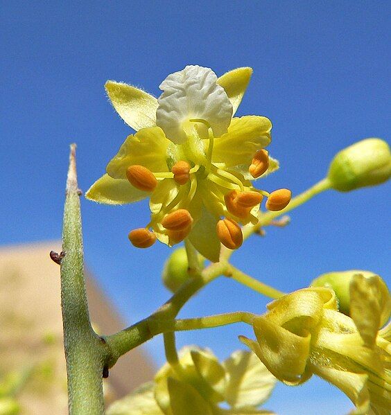 File:Parkinsonia microphylla 2.jpg