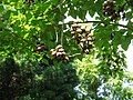 Paulownia tomentosa fruits of previous year