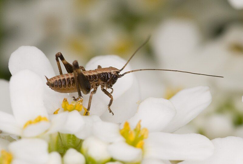 File:Pholidoptera griseoaptera nymph-pjt.jpg