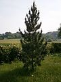 Pinus cembra in a garden