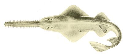 Sawfish, rays with long rostrums resembling a saw. All species are now endangered.[332]