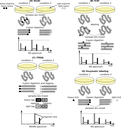 File:Quantitative mass spectrometry.svg