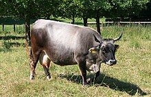 a grey-coloured cow