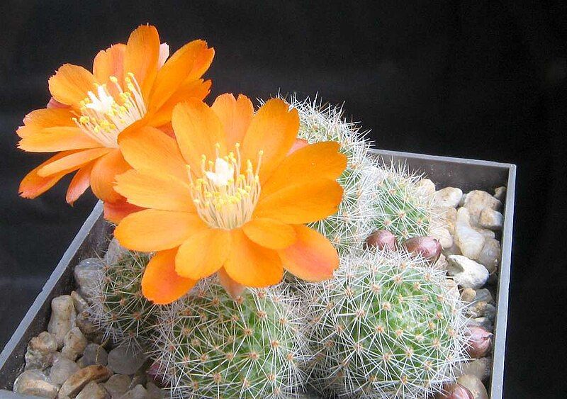 File:Rebutia pulvinosa 1.jpg