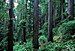 dense redwood forest in the Redwood National Park