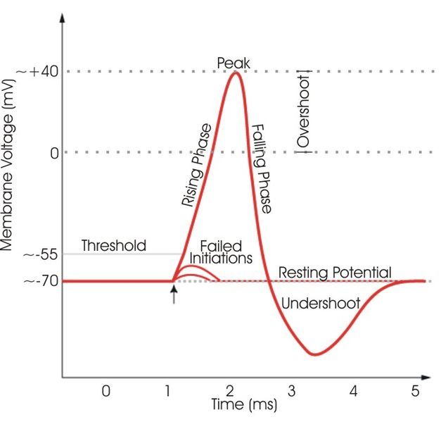 File:Relabeled action potential.jpg