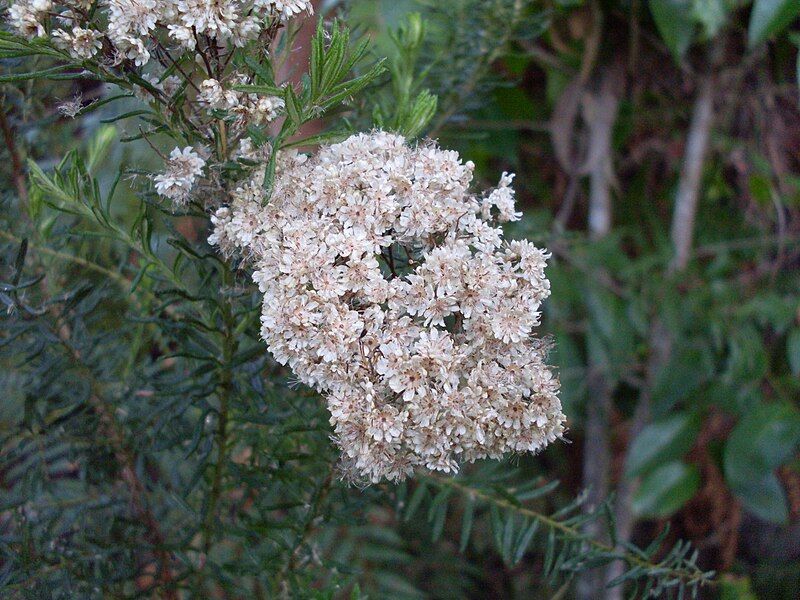 File:Rice flower (3152807736).jpg