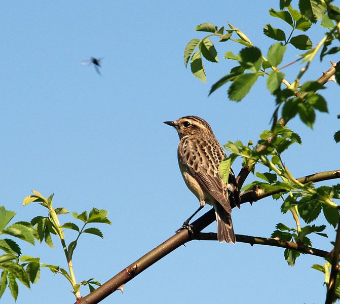 File:Saxicola rubetra LC0029.jpg