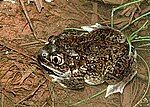 Plains spadefoot toad (Spea bombifrons)