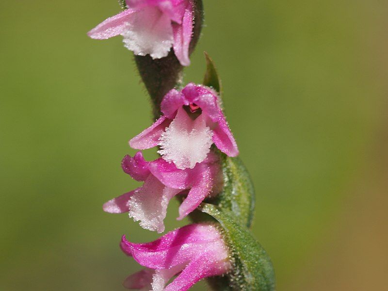 File:Spiranthes australis.jpg