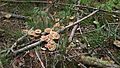 Autumn brings out a variety of mushrooms.