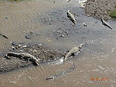 Reptiles in the river