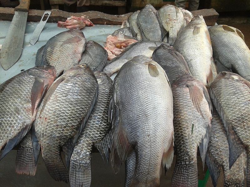 File:Tilapia fish.jpg